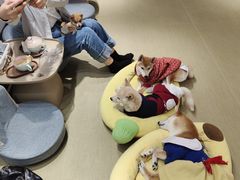 -逗柴咖啡屋·狗咖猫咖宠物桌游