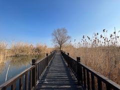 -泗洪洪泽湖湿地景区