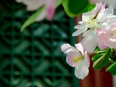 -海棠花溪(元大都城垣遗址公园)