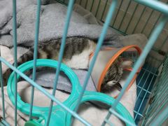 -艾贝尔宠物医院·狂犬免疫点(江山金象城店)