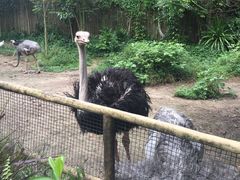 -新加坡飞禽公园