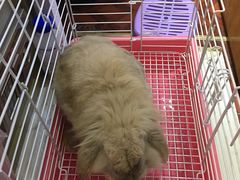 -宠物兔专门店(天丰利市场店)