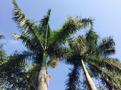 -瑞丽独树成林风景区