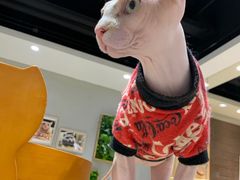 -藏猫猫咖啡主题馆(中央大道店)