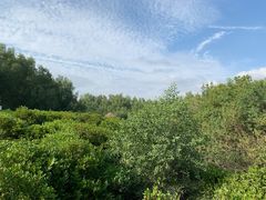 -大亚湾红树林城市湿地公园