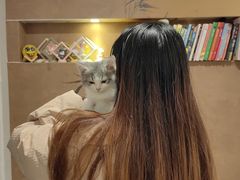 -楼上猫咖(罗湖店)