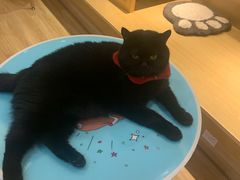 -滚猫咖啡·猫咖·猫友好撸猫(未来城店)