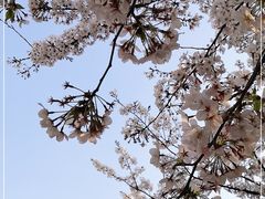 -高东镇樱花园
