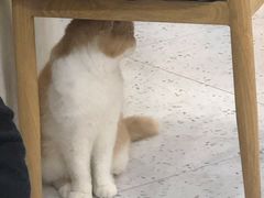 -喵园·猫主题咖啡厅·撸猫·猫咖(国贸店)