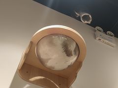 -COLOR PETS 撸猫馆·购猫·猫咖(长风大悦城店)