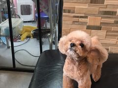 -芭比堂动物医院·心脏专科·夜诊·吉雅分院