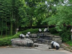 -都江堰中华大熊猫苑