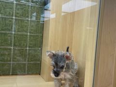 -帕帕拉兹宠物(亚洲旗舰店)