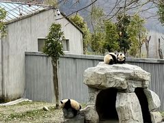 -卧龙中华大熊猫苑神树坪基地