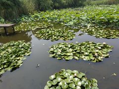 -长兴太湖图影湿地文化园