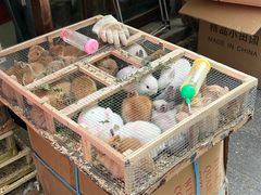 -中环花鸟鱼虫市场