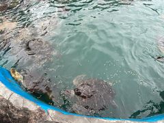 -广东惠东海龟国家级自然保护区