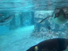 -帝企鹅自助餐厅•儿童岛•真企鹅(长隆企鹅酒店)