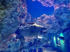 -海合安武汉极地海洋公园