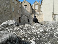 -圣多米努斯大教堂及钟楼(Sv. Dujma)