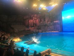 -芜湖新华联大白鲸海洋公园