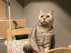 -有猫咖啡umeow coffee