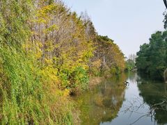 -上海滨江森林公园