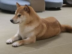 -逗柴咖啡屋·狗咖猫咖宠物桌游