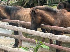 -海南热带野生动植物园