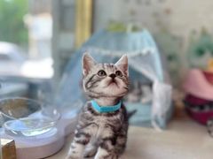 -糯米喵星人总部直营旗舰店·猫舍·幼猫出售