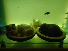 -喵屿·大理花园猫咖