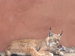 -青藏高原野生动物园