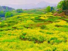-桑洲油菜花景区