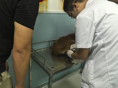 -中农大我爱我爱24h动物医院·中医针灸·猫专科·骨科医疗中心(双井店)