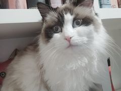-猫小院猫主题餐厅(南锣旗舰店)