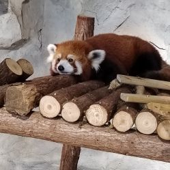 -Zoolung Zoolung动物主题公园(海信广场店)