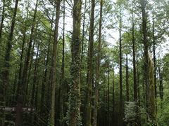 -山王坪喀斯特国家生态公园