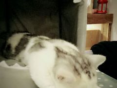 -吉丁鸟咖·异宠·寄养