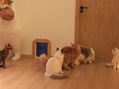 -猫腻·猫咖·撸猫馆(星光大道店)