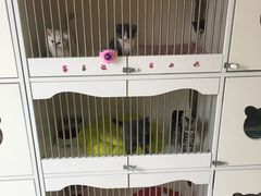 -喵zoo家庭繁育猫舍(尖东智能花园店)