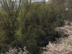 -武汉大学-樱园