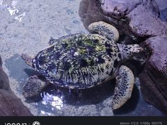 -南昌海洋公园