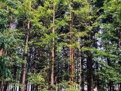 -桤木河湿地公园