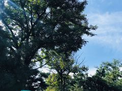 -鲁山国家森林公园