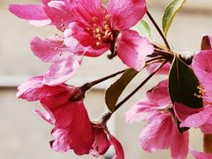 -海棠花溪(元大都城垣遗址公园)