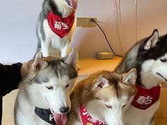 -Husky Go! 哈士奇体验馆·宠物咖啡厅狗咖