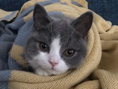 -猫大福·Fortune Cat猫舍(百子湾店)