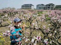 -南汇水蜜桃采摘(大团店)