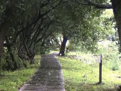 -南宁良凤江国家森林公园