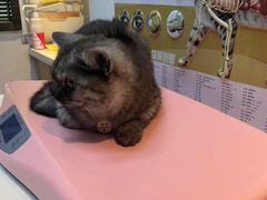 -御宝贝·A梦猫科宠物医院(国际猫友好医院)